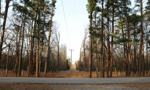 Help Us Keep Power Lines Clear and Your Power Reliable